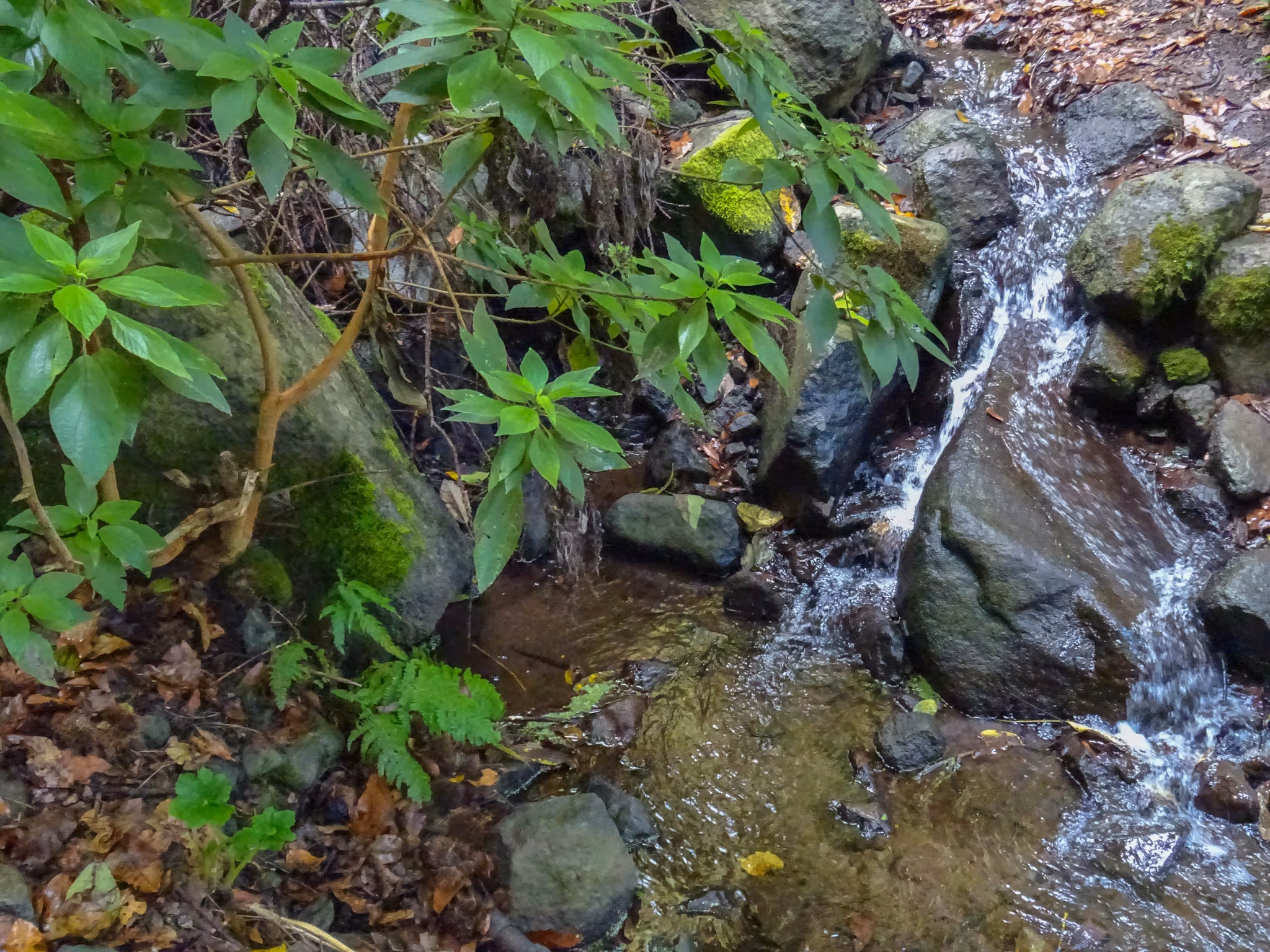 Naciente de agua en Costa Rica